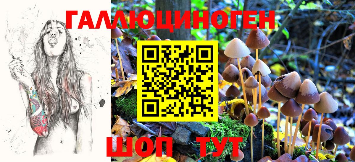 Тверь  где купить   Вход с VPN  Псилоцибиновые грибы GOLDEN TEACHER  Псилоцибиновые грибы GOLDEN TEACHER 
