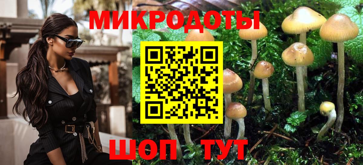 Галлюциногенные грибы Psilocybe Тверь